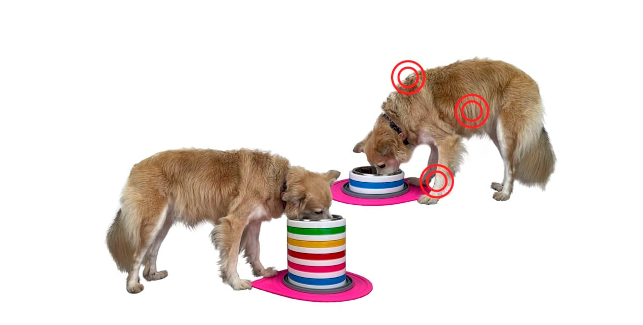 Comparação entre a altura correta e a altura errada do comedouro para cães