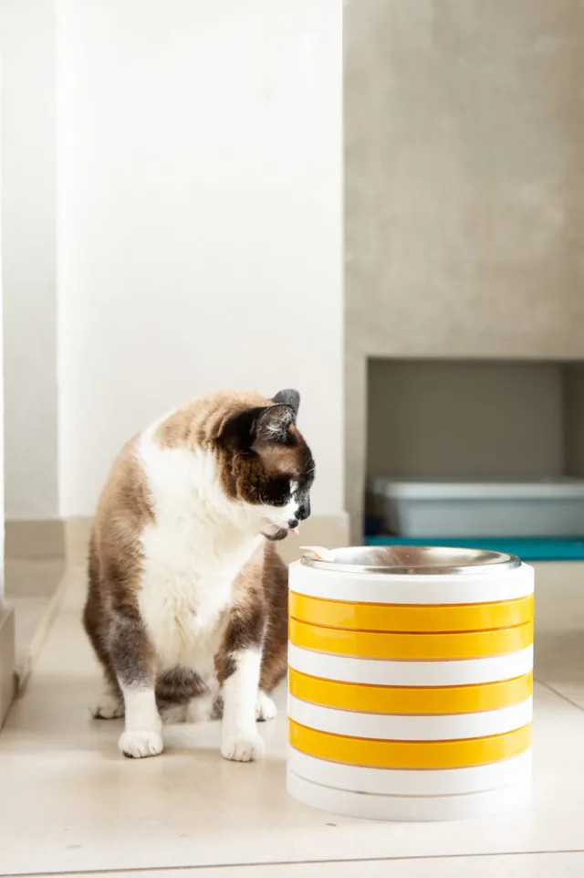 Comedouro Animalart em uso — foto 01