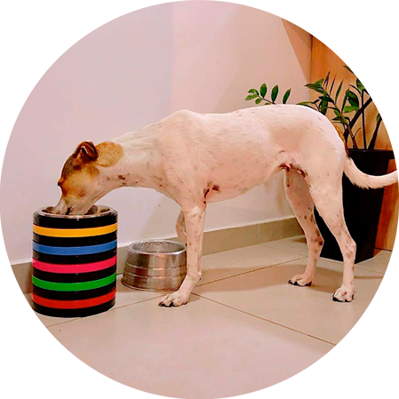 Cliente utilizando um comedouro Animalart